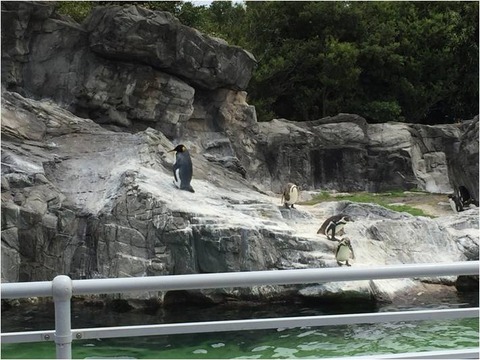 葛西臨海水族園 16