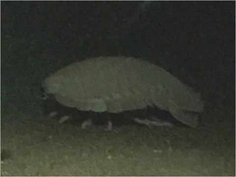 葛西臨海水族園 11