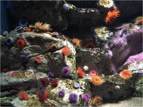 葛西臨海水族園 8