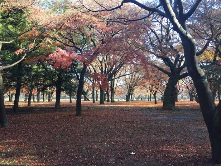 ポケモンｇｏ ヒトカゲの巣 代々木公園 東京都渋谷区 でゲット 捕獲一覧 共働き東京子育て奮闘記うにちっぷす