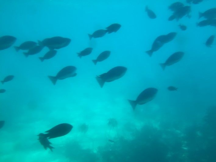 動く水族館 水中観光船 にじいろさかな号 で三浦半島の海中散歩 共働き東京子育て奮闘記うにちっぷす 動く水族館 水中観光船 にじいろさかな号 で三浦半島の海中散歩 共働き東京子育て奮闘記うにちっぷす