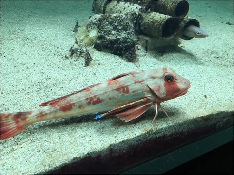 葛西臨海水族園 20