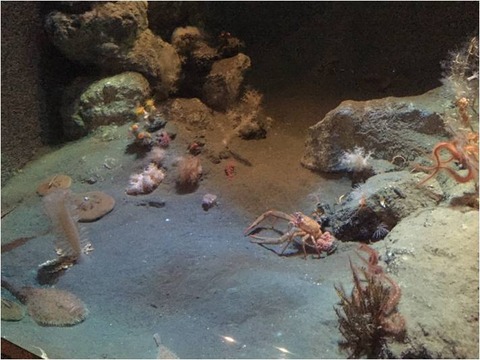 葛西臨海水族園 9