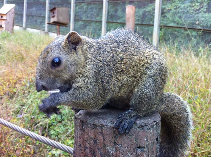 放し飼いされたリスに囲まれる町田リス園でエサをあげてみよう 共働き東京子育て奮闘記うにちっぷす 放し飼いされたリスに囲まれる町田リス園でエサをあげてみよう 共働き東京子育て奮闘記うにちっぷす