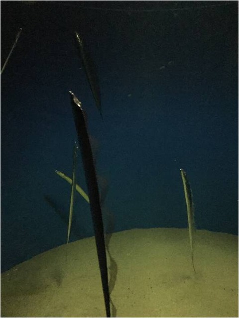 葛西臨海水族園 13