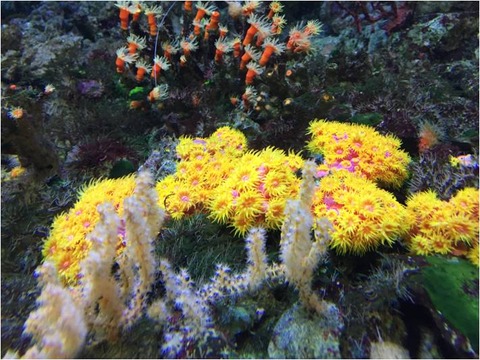 葛西臨海水族園 19