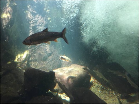 葛西臨海水族園 25