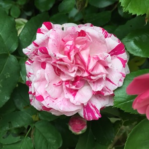 2015-05-09-07-46-33