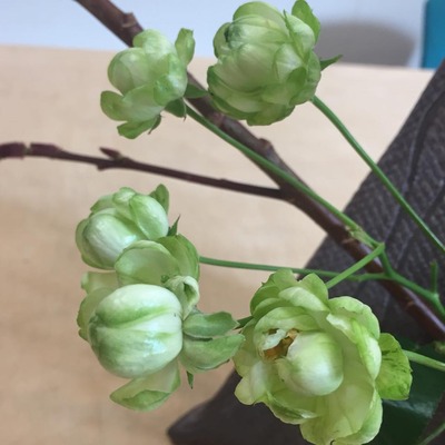 27858390_1431407150304516_80420785374757757_n