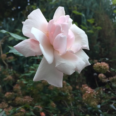 47682783_1784602178318343_2331374158836924416_n