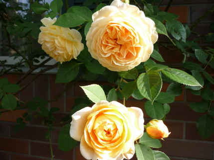 P1000982