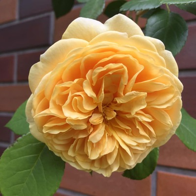 60007047_2010822162363009_5293571355806007296_n