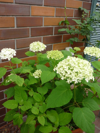P1140503