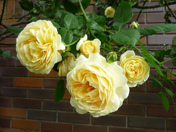 P1140391