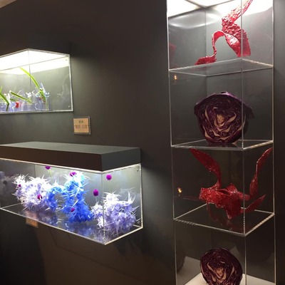 45199210_1740950346016860_4815176496555491328_n