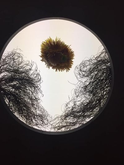 45224329_1740950452683516_3628658598118162432_n