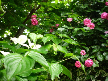 P1140388