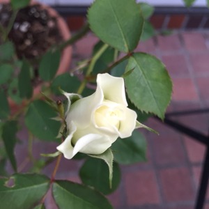 2015-05-06-05-03-06