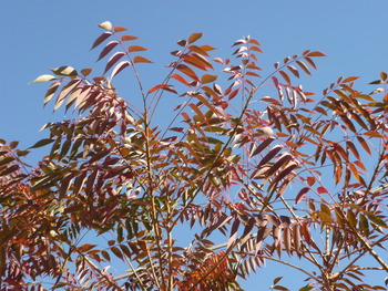 P1080936