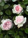 c2516b90.jpg