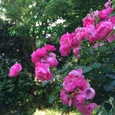 61099959_2030650733713485_4564946208627359744_n