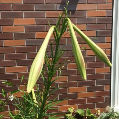 2016-08-05-10-22-34