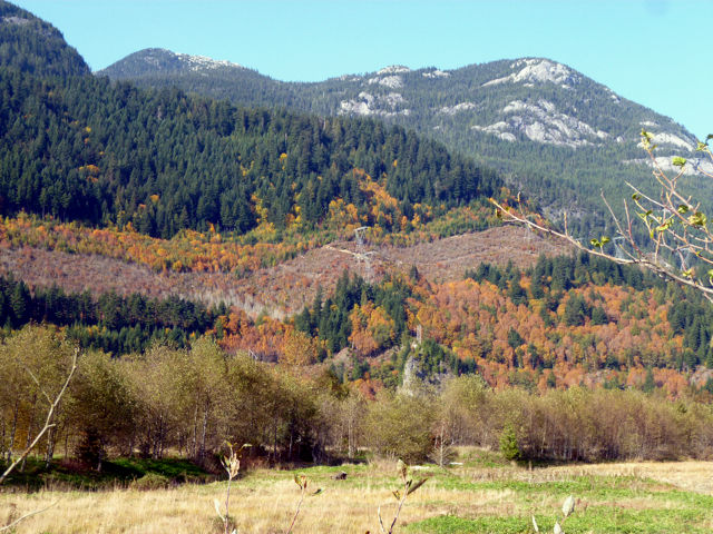 forest