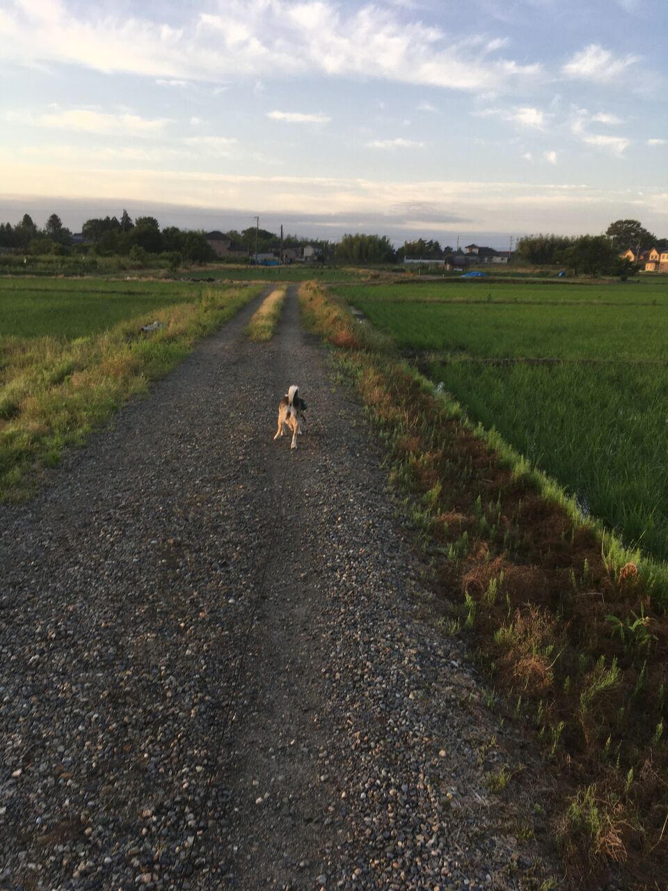 げしげし 藤田市男のライトエッセイ げしげし 藤田市男のライトエッセイ