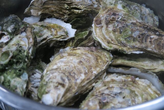 今年も開催 日本海の 岩牡蠣 を堪能 市内9つの飲食店で期間限定のオリジナルメニューが提供される しばたオイスターバー 開催 7月22日 8月16日 しばた通信 新潟県新発田市の地域情報サイト 今年も開催 日本海の 岩牡蠣 を堪能 市内9つの飲食店で期間限定のオリジナルメニューが提供される しばたオイスターバー 開催 7月22日 8月16日 しばた通信 新潟県新発田市の地域情報サイト