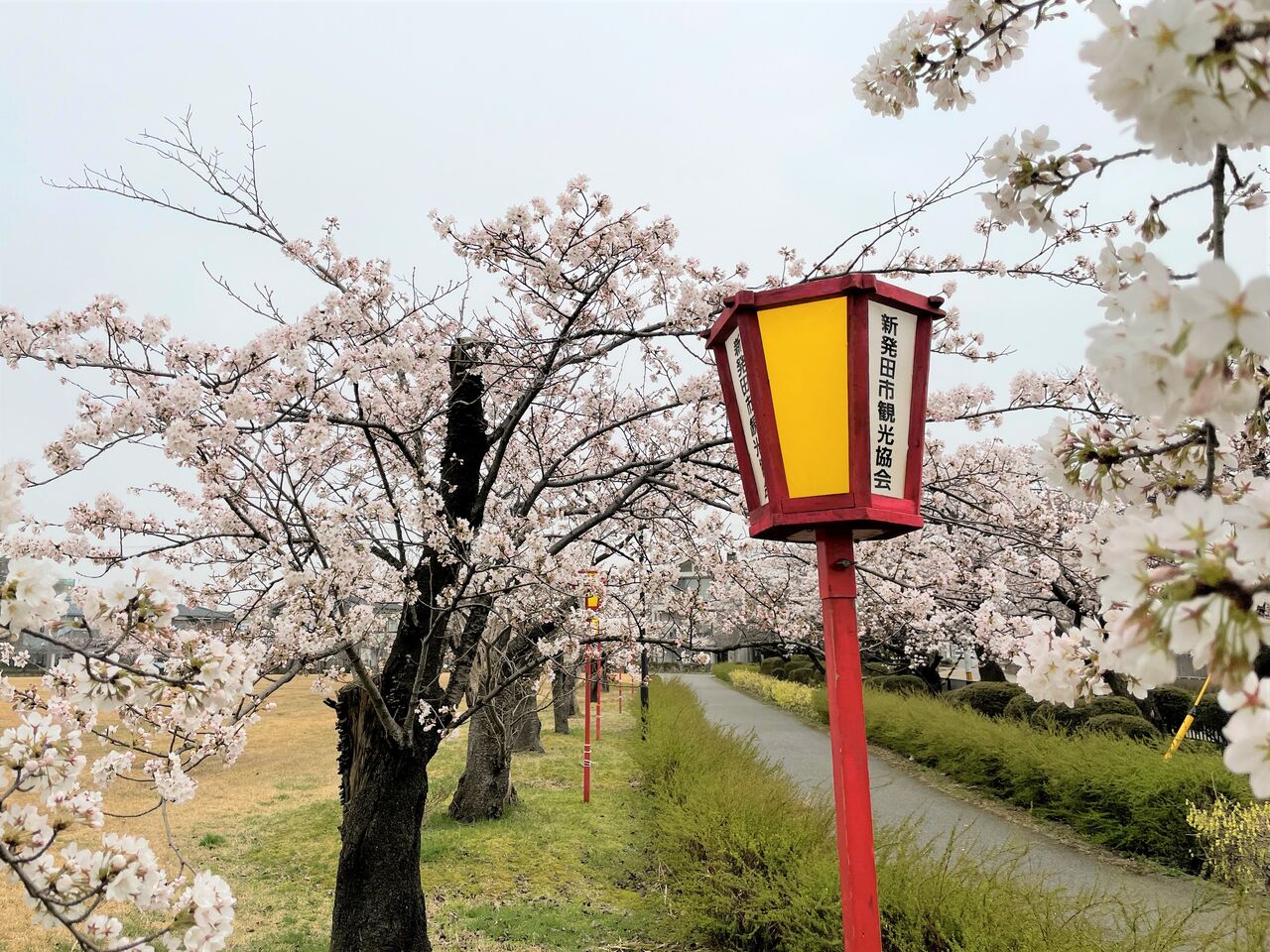 ライトアップは開催 新発田城址公園 加治川治水記念公園 で桜ライトアップ 4月2日 11日 しばた通信 新潟県新発田市の地域情報サイト