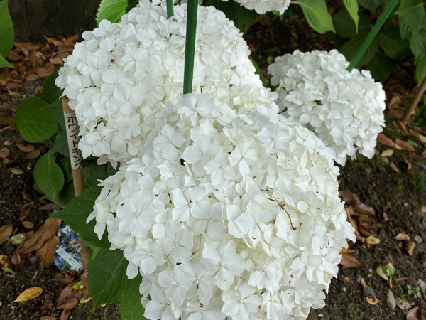 ajisai (9)