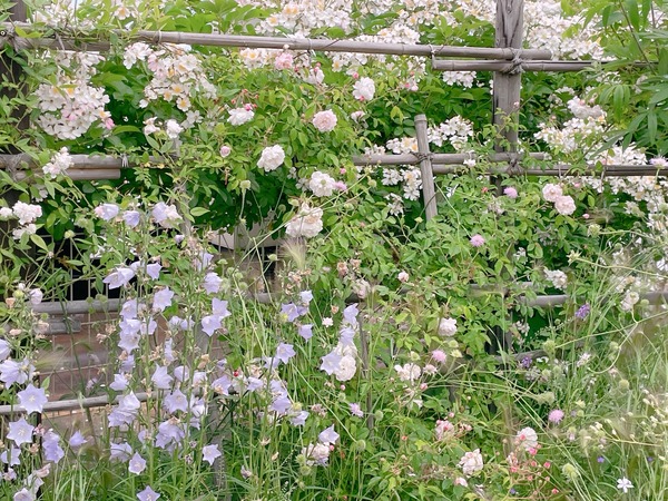 ●写真 2022-06-10 10 33 48