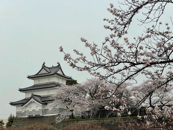 新発田城址公園 (24)