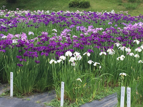 ●写真 2020-06-22 14 16 52