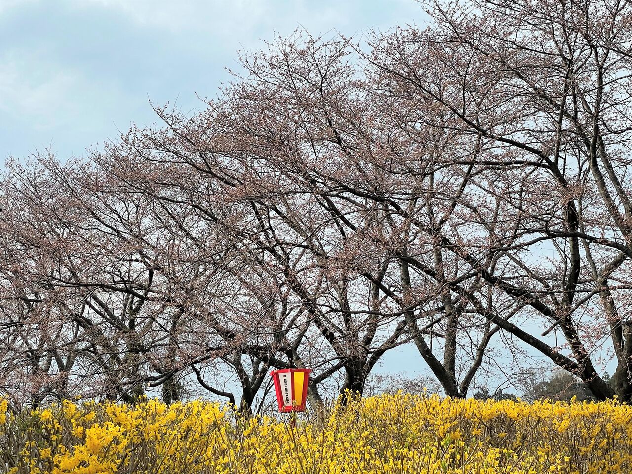 ライトアップは開催 新発田城址公園 加治川治水記念公園 で桜ライトアップ 4月2日 11日 しばた通信 新潟県新発田市の地域情報サイト