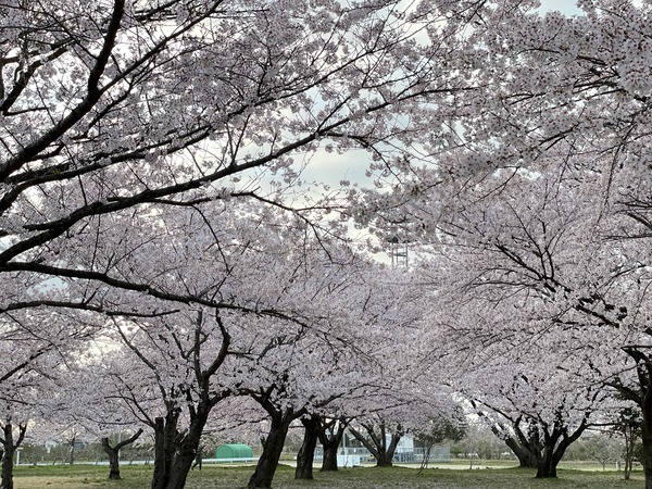 写真 2021-04-05 17 24 50