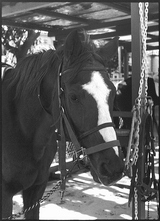 horse_bw_600_01