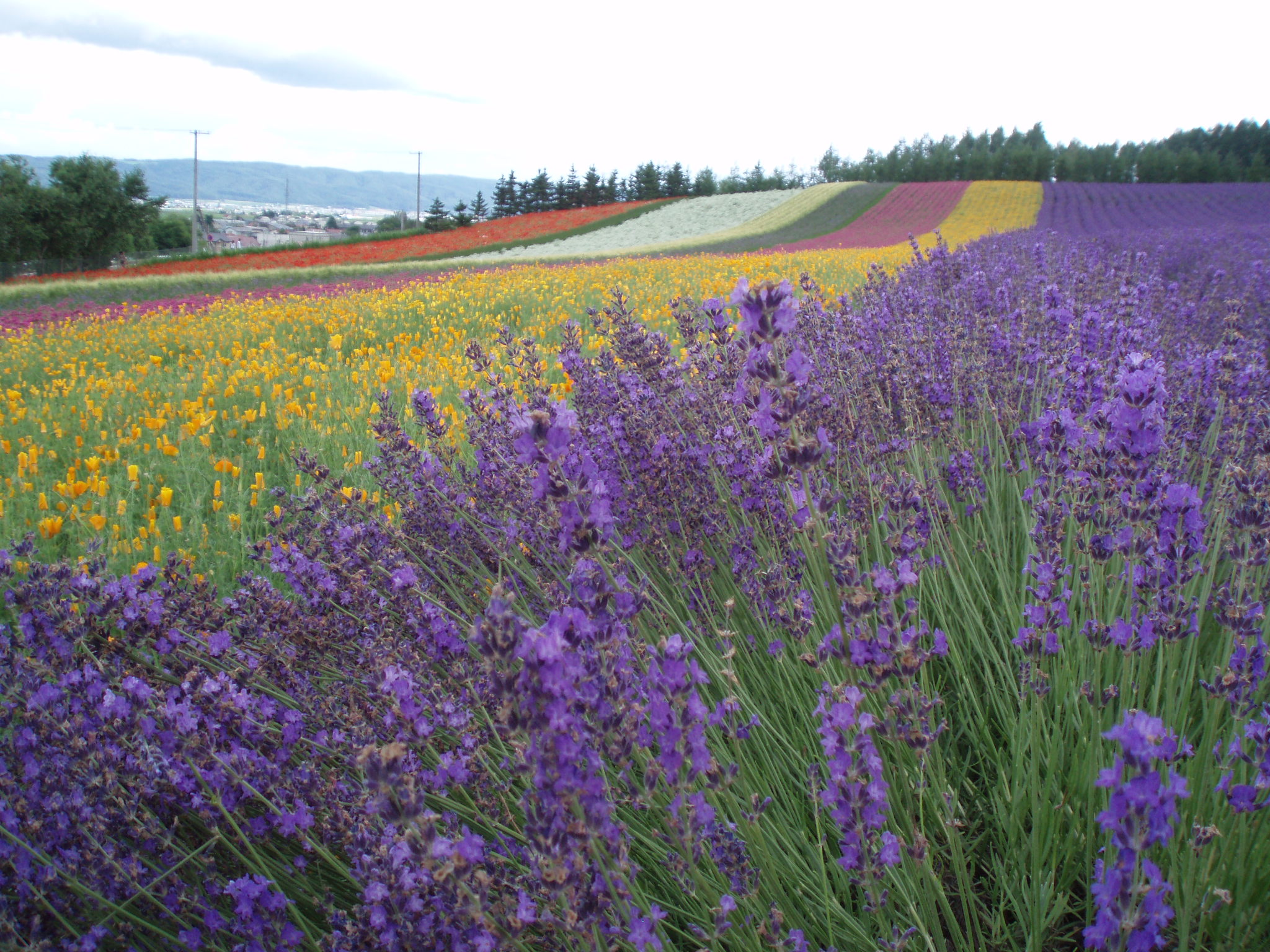 ��٥����Ȫ