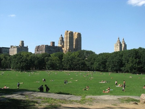sheep-meadow-view
