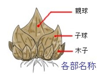 球根