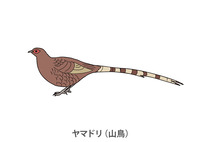 ヤマドリ