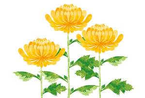菊
