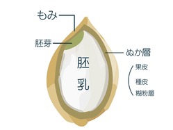 玄米の断面図