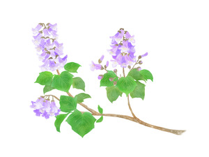 桐の花