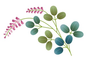 萩の花