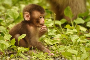 サル