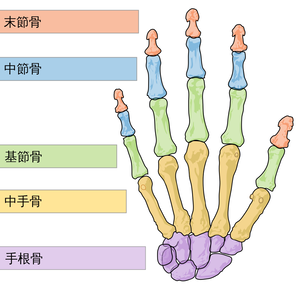 基節骨