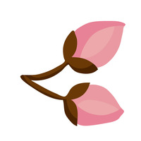 つぼみ
