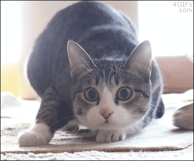 猫ちゃん達の爆笑gif集 News知深 ニュースチシン 猫ちゃん達の爆笑gif集 News知深 ニュースチシン
