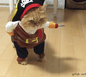 猫ちゃん達の爆笑gif集 News知深 ニュースチシン 猫ちゃん達の爆笑gif集 News知深 ニュースチシン
